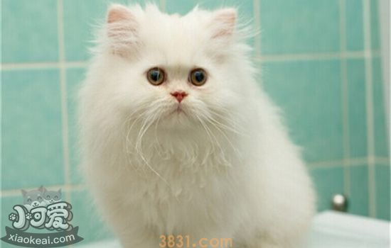 猫咪便秘是什么原因 猫便秘的原因不仅仅只有消化不良(图3)