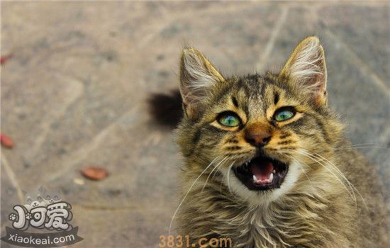 猫咪生气的五个表现 你惹你家猫咪生气过吗(图1)