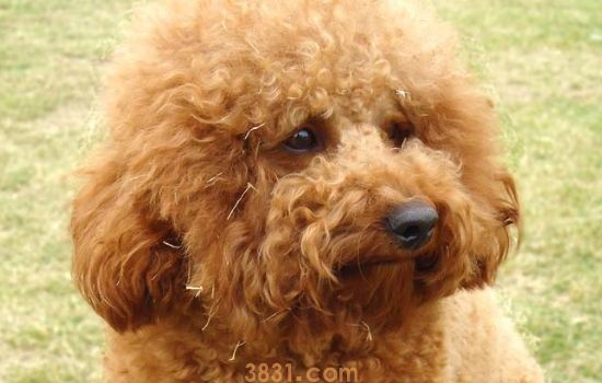 狗的寿命有多长 犬种不同寿命也是不同的(图1)