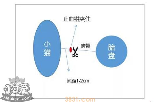 猫剪脐带教程 教你如何接生小猫(图2)