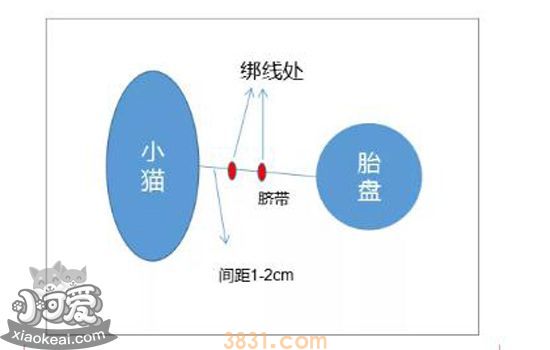 猫剪脐带教程 教你如何接生小猫(图1)