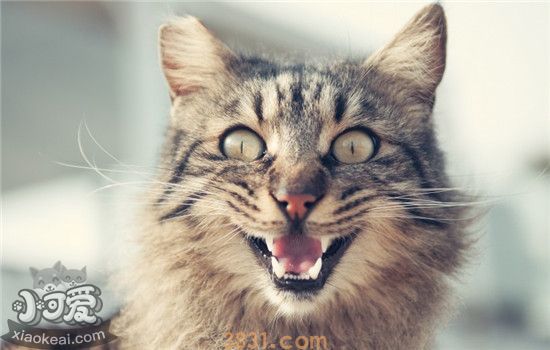 猫咪生气的五个表现 你惹你家猫咪生气过吗(图2)