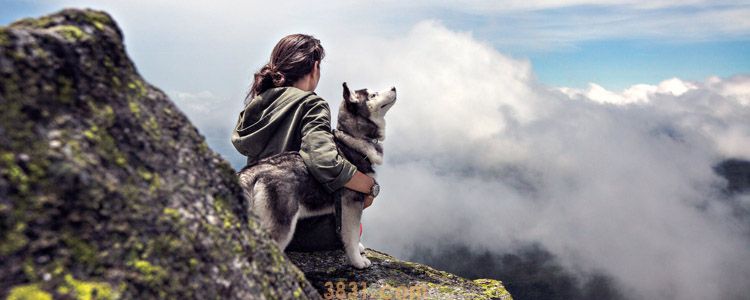 哈士奇是雪橇犬吗 你不知道的哈士奇这几面!(图1)