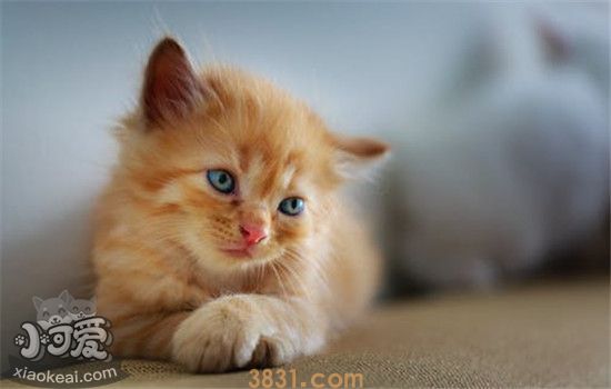 猫瘟是什么 如何有效的预防猫瘟(图1)