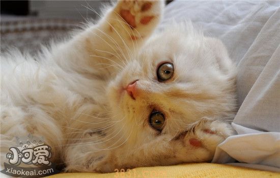 猫咪到处拉屎怎么办 如何改正猫咪到处拉屎的坏习(图1)