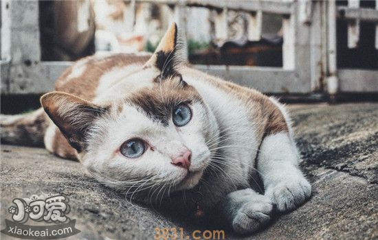 猫咪到处拉屎怎么办 如何改正猫咪到处拉屎的坏习(图2)