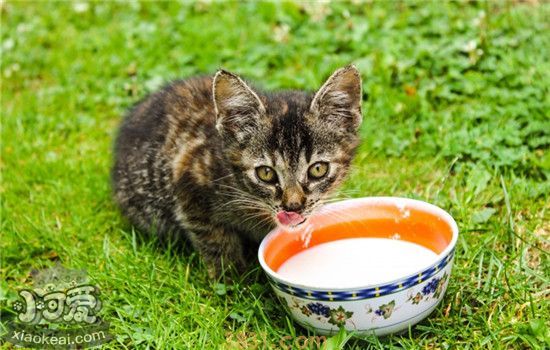 猫可食用的蔬菜 这四种蔬菜猫吃了有益无害(图1)