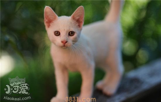 猫可食用的蔬菜 这四种蔬菜猫吃了有益无害(图2)