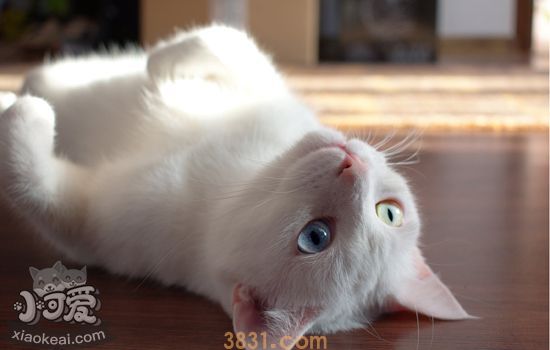 猫吃盐吃多了会怎么样 请正确看待猫吃盐(图1)