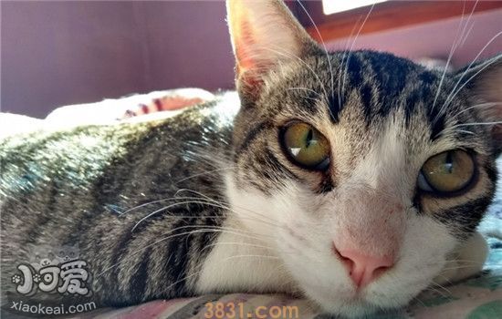 如何预防猫咪尿道感染 以下四点你做得到吗(图1)