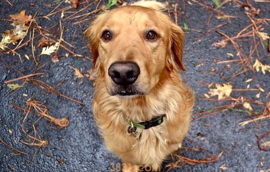 金毛是猎犬吗 金毛的性格特点(图1)