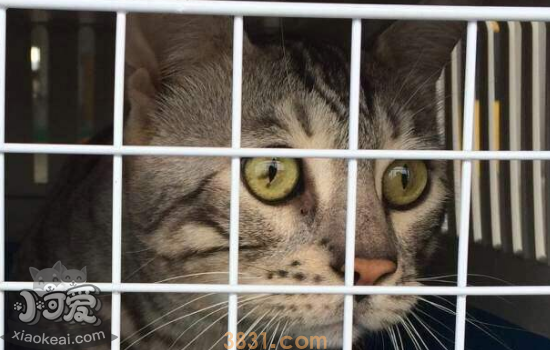 猫咪托运需要多少钱 猫咪托运前要准备什么(图1)