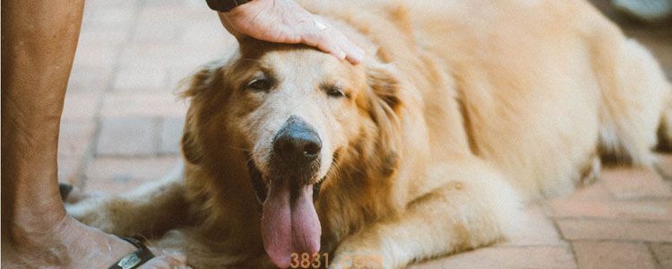寻回犬什么意思 真的和字面意思没差(图1)
