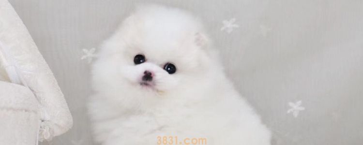 茶杯犬能长多大 你知道茶杯犬为什么能这么小吗?(图1)