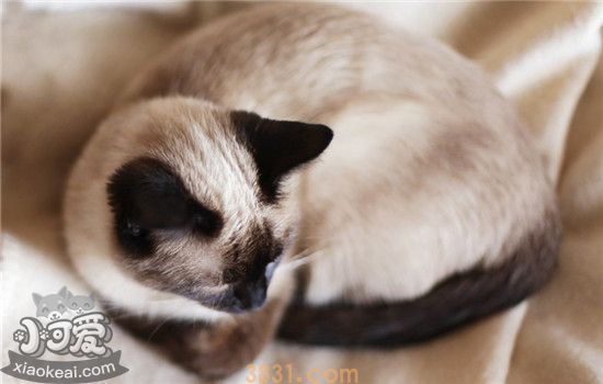 猫尿道感染的症状是什么 这六种症状主人要上心(图1)
