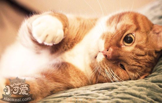猫一只眼睛半睁有眼泪怎么回事 猫眼睛常见问题(图1)