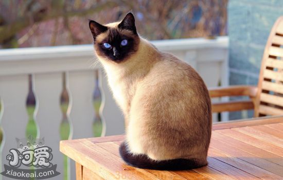 猫咪外耳炎症状及治疗 猫咪外耳炎你了解多少(图1)