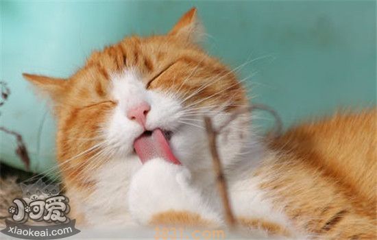 猫咪口腔溃疡的原因是什么 导致猫咪口腔溃疡的三大原因(图1)