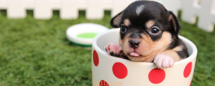 茶杯犬为什么不能养 你知道可爱的它背后有多血腥吗(图1)