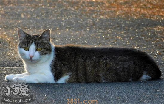 猫发情的特征是什么 给猫绝育有什么好处(图2)