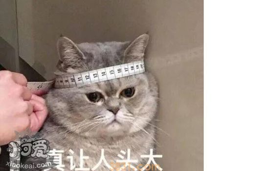 猫绝育后注意事项 科学护理加速恢复(图1)