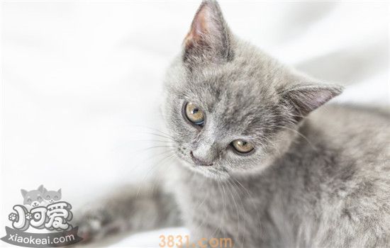 给猫剪指甲有什么用 如何给猫修剪指甲(图1)