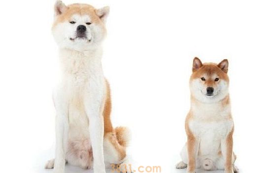 秋田犬与柴犬的区别 这些区别你知道吗(图1)