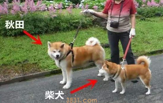 秋田犬与柴犬的区别 这些区别你知道吗(图2)