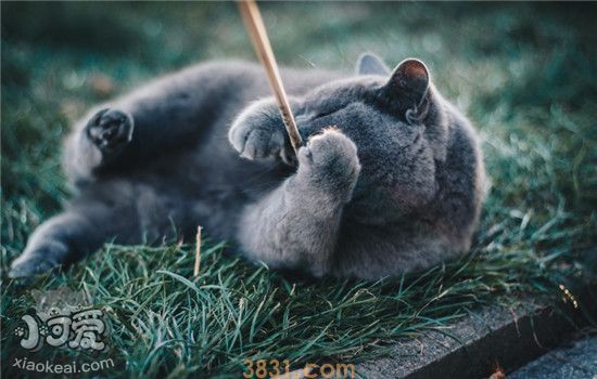 猫咪食欲不振是怎么回事 猫咪食欲不振的原因有哪些(图1)