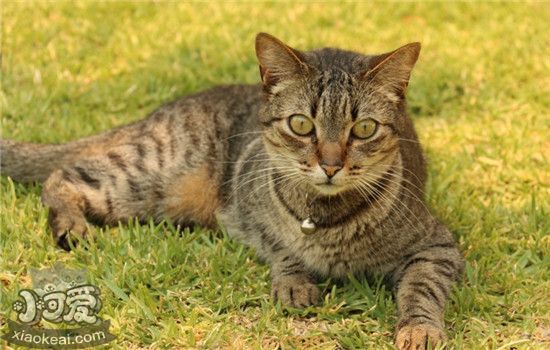 猫猫抓伤需要打疫苗吗 被什么猫抓伤不用打狂犬疫苗(图1)