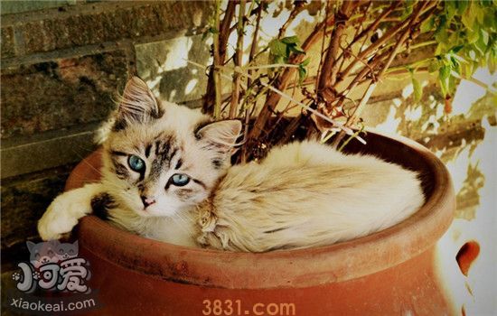 猫猫抓伤需要打疫苗吗 被什么猫抓伤不用打狂犬疫苗(图2)