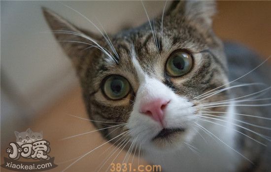 猫为什么不吐舌头 猫不吐舌头的原因竟然是这样(图2)