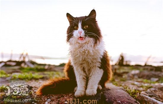 猫为什么不吐舌头 猫不吐舌头的原因竟然是这样(图1)