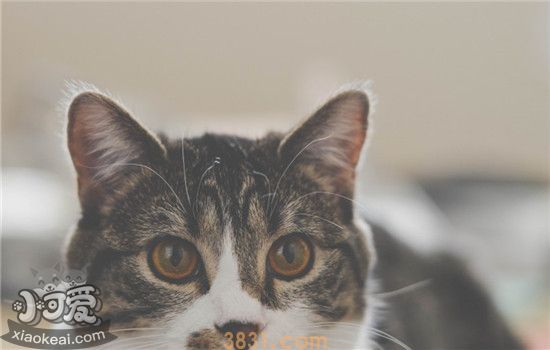 训练猫咪上厕所要注意什么 需要注意猫砂及厕所的选择(图1)