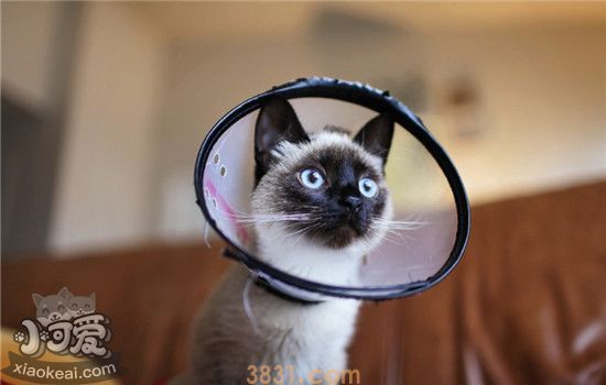 夏天猫可以剃毛吗 给猫剃毛要注意什么(图1)