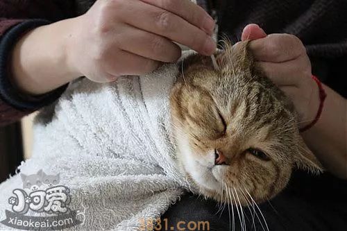猫咪耳螨怎么清理 教你最详细的上药方法(图1)