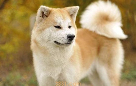 秋田犬和中华田园犬有什么区别 非常容易分辨哦!(图1)