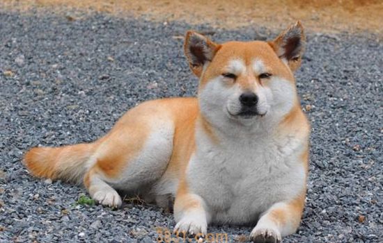秋田犬分大型小型吗 秋田犬可没有这么多幺蛾子哦!(图2)