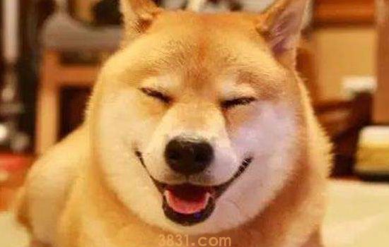 秋田犬分大型小型吗 秋田犬可没有这么多幺蛾子哦!(图1)