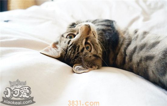 母猫为什么喜欢搬小猫 这样会伤害到小猫吗(图1)