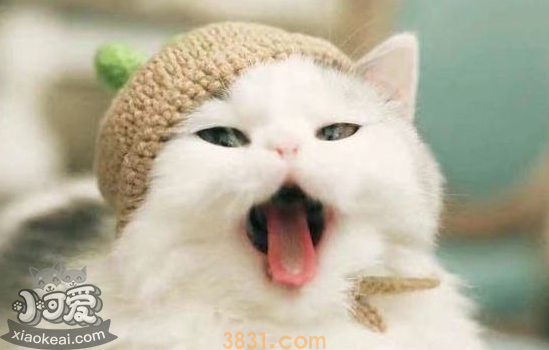 猫身上有跳蚤的表现 改怎么处理(图1)
