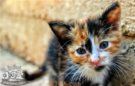 为什么要体内驱虫 猫咪体内驱虫有什么作用(图1)