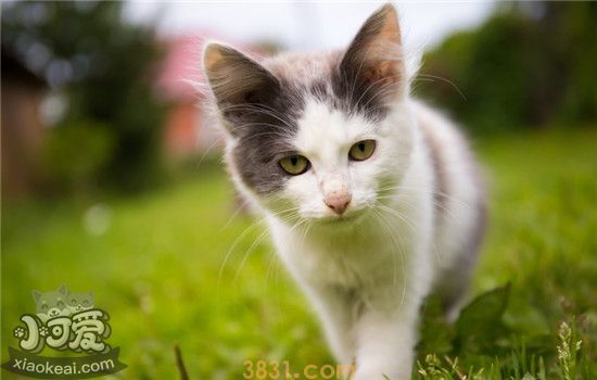 猫咪体外驱虫有什么用 给猫体外驱虫有哪些方法(图1)