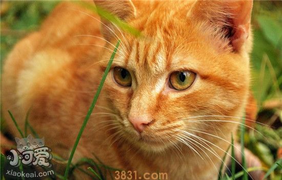 猫咪体外驱虫有什么用 给猫体外驱虫有哪些方法(图2)