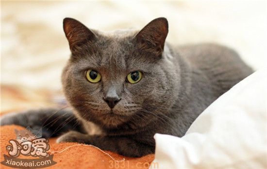 猫咪需要打什么针 猫咪疫苗要如何注射你知道吗(图1)
