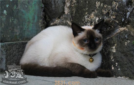 猫咪需要打什么针 猫咪疫苗要如何注射你知道吗(图2)