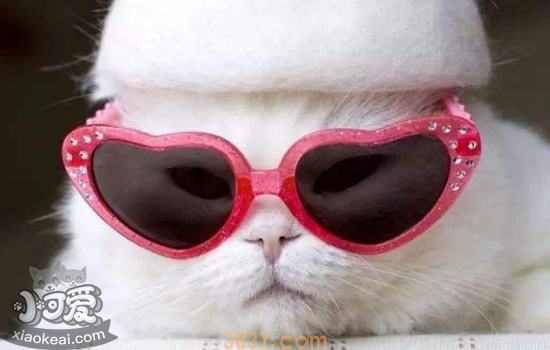 猫蜱虫怎么治疗 猫蜱虫会传染给人吗(图1)
