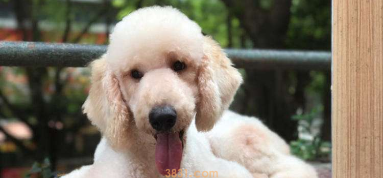 贵宾犬的性格特点 像一个高贵的妇人(图1)