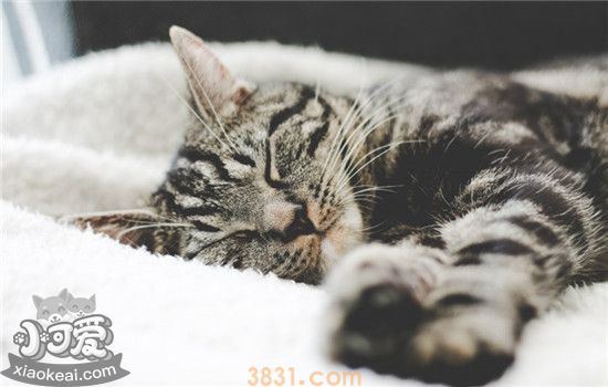 猫咪软便是什么样的 猫咪为什么会出现软便(图1)