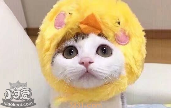 猫虱子怎么去除 你还不知道吗(图1)